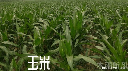 夏玉米二代鉆心蟲(chóng)防治關(guān)鍵期 精準(zhǔn)時(shí)間與科學(xué)方法助你增產(chǎn)