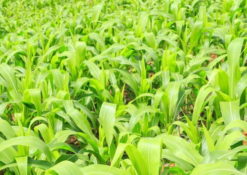 掌握機(jī)械粒收玉米夏播簡(jiǎn)化種植技術(shù)，助推增收新高度