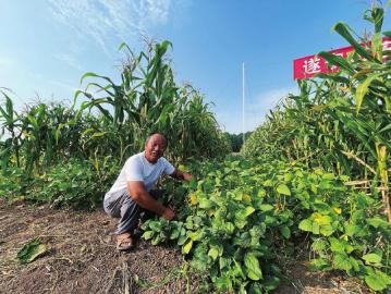 遂寧大豆玉米復合種植競賽摘得桂冠 玉米種植技巧全解讀