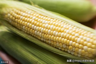 玉米種植中柳藍(lán)葉甲的防治策略
