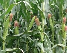 新丹001玉米種特性及適種土質條件解析