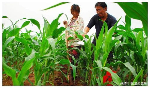 種植玉米追肥有妙招，增產(chǎn)百斤不是夢(mèng)——玉米種植追肥技術(shù)全解析