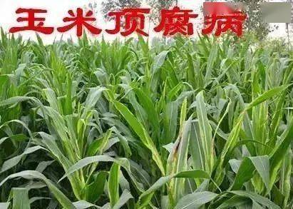 玉米異常癥狀并非藥害，這些真相常被誤判