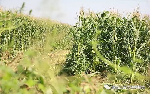 黑玉米 天然有機的減肥良品，2小時售罄10000份的神奇玉米